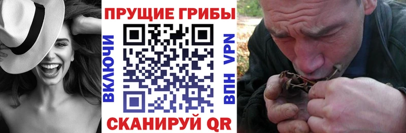 Купить  Афипский  Галлюциногенные грибы Psilocybine cubensis 